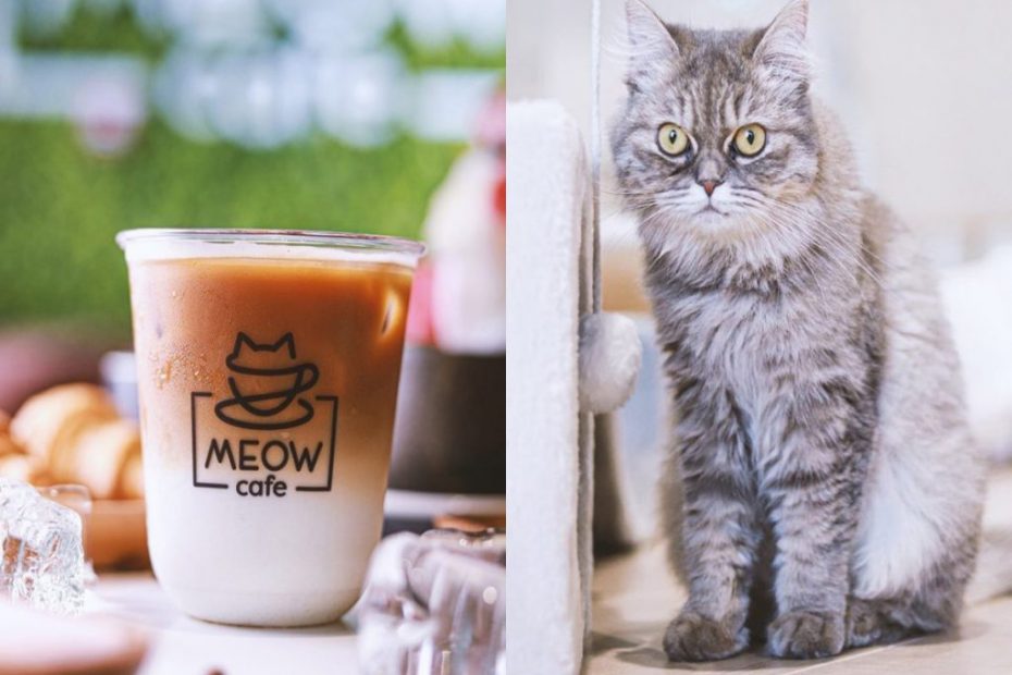 Meow cafe
